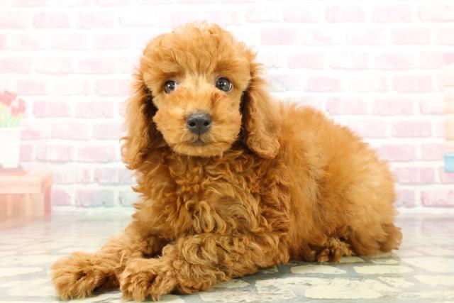 栃木県のトイプードル(トイ) (Coo&RIKUFKDインターパーク店/2025年11月10日生まれ/男の子/レッド)の子犬の2枚目の画像