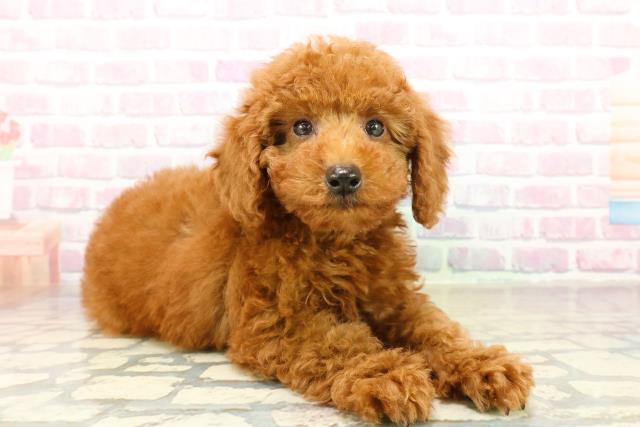 茨城県のトイプードル(トイ) (Coo&RIKU牛久店/2025年11月10日生まれ/男の子/レッド)の子犬の3枚目の画像