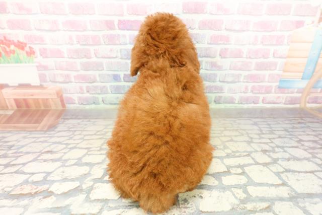 茨城県のトイプードル(トイ) (Coo&RIKU牛久店/2025年11月10日生まれ/男の子/レッド)の子犬の4枚目の画像