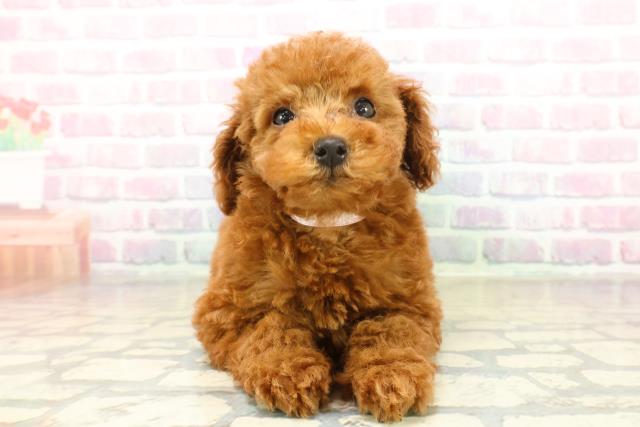 栃木県のトイプードル(トイ) (Coo&RIKUFKDインターパーク店/2025年11月10日生まれ/女の子/レッド)の子犬の1枚目の画像