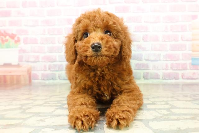 神奈川県のトイプードル(トイ) (Coo&RIKU横浜港南台店/2025年11月10日生まれ/女の子/レッド)の子犬の1枚目の画像