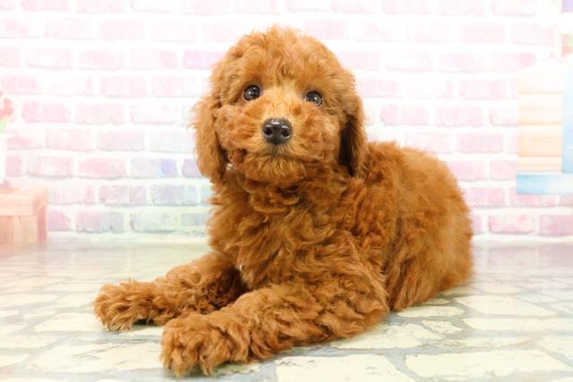 神奈川県のトイプードル(トイ) (Coo&RIKU横浜港南台店/2025年11月10日生まれ/女の子/レッド)の子犬の2枚目の画像