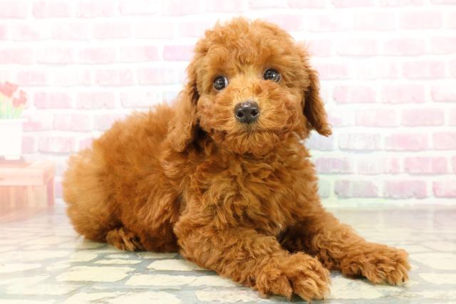 神奈川県のトイプードル(トイ) (Coo&RIKU横浜港南台店/2025年11月10日生まれ/女の子/レッド)の子犬の3枚目の画像