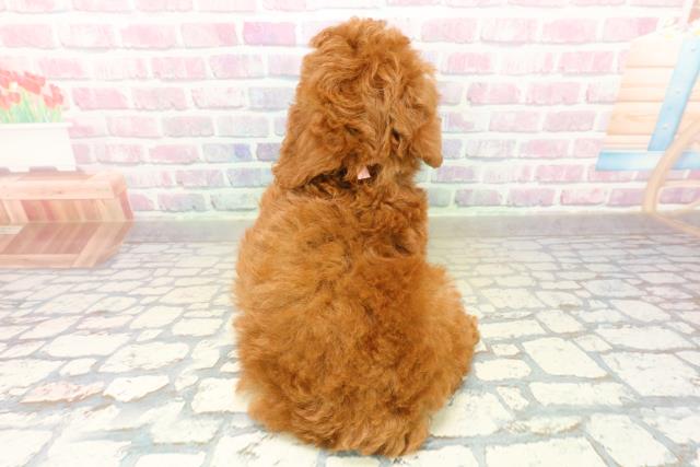 神奈川県のトイプードル(トイ) (Coo&RIKU横浜港南台店/2025年11月10日生まれ/女の子/レッド)の子犬の4枚目の画像