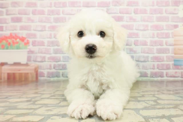 神奈川県のビションフリーゼ (Coo&RIKUパウ川崎店/2025年11月10日生まれ/男の子/ホワイト)の子犬の1枚目の画像