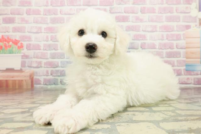 神奈川県のビションフリーゼ (Coo&RIKUパウ川崎店/2025年11月10日生まれ/男の子/ホワイト)の子犬の2枚目の画像