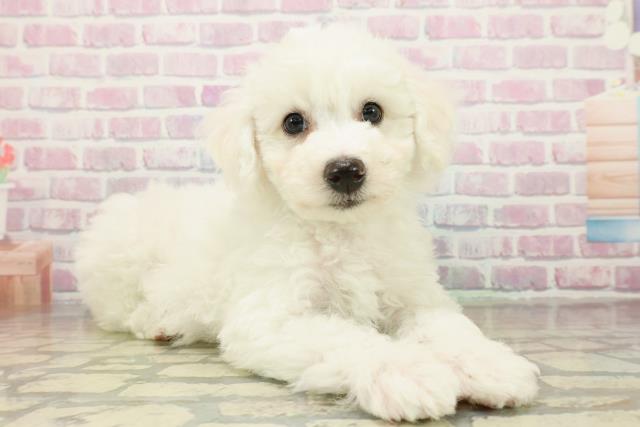 神奈川県のビションフリーゼ (Coo&RIKUパウ川崎店/2025年11月10日生まれ/男の子/ホワイト)の子犬の3枚目の画像