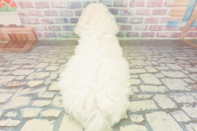 神奈川県のビションフリーゼ (Coo&RIKUパウ川崎店/2025年11月10日生まれ/男の子/ホワイト)の子犬の4枚目の画像