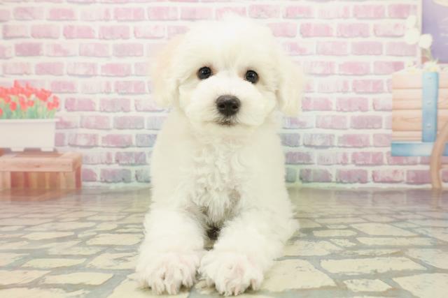 東京都のビションフリーゼ (Coo&RIKU板橋店/2025年11月10日生まれ/女の子/ホワイト)の子犬の1枚目の画像