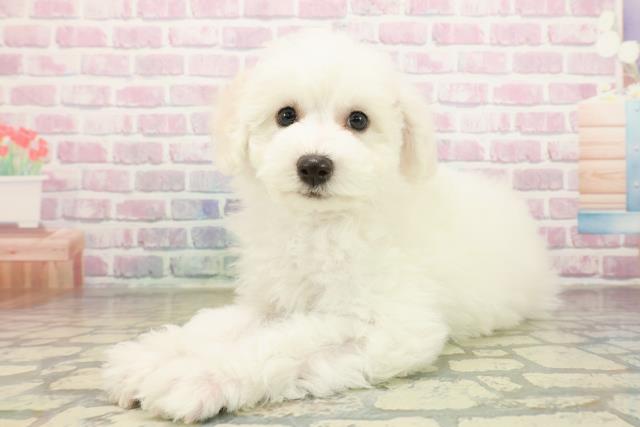 東京都のビションフリーゼ (Coo&RIKU板橋店/2025年11月10日生まれ/女の子/ホワイト)の子犬の2枚目の画像