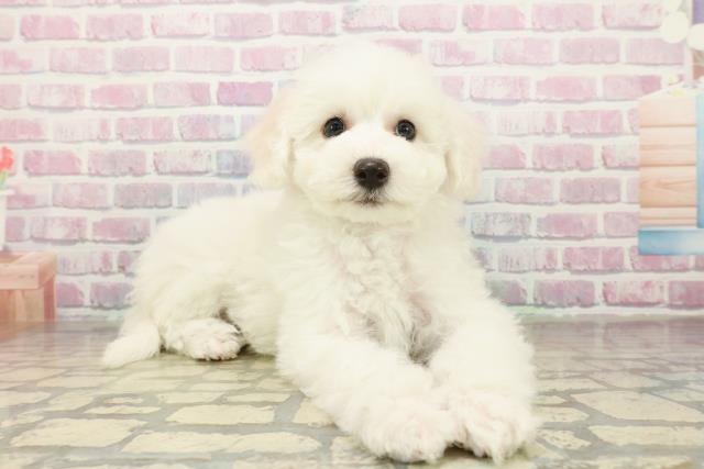 東京都のビションフリーゼ (Coo&RIKU板橋店/2025年11月10日生まれ/女の子/ホワイト)の子犬の3枚目の画像