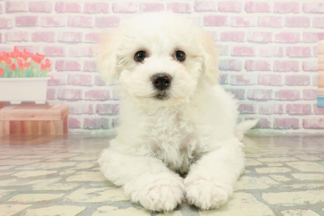 東京都のビションフリーゼ (Coo&RIKU練馬店/2025年11月10日生まれ/女の子/ホワイト)の子犬の1枚目の画像