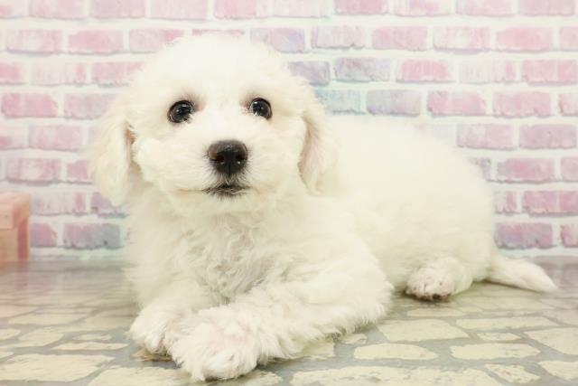 東京都のビションフリーゼ (Coo&RIKU練馬店/2025年11月10日生まれ/女の子/ホワイト)の子犬の2枚目の画像