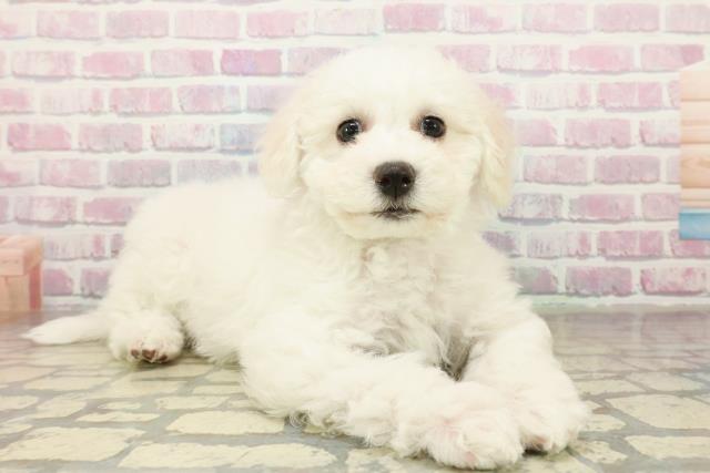 東京都のビションフリーゼ (Coo&RIKU練馬店/2025年11月10日生まれ/女の子/ホワイト)の子犬の3枚目の画像