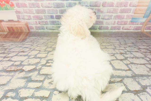 東京都のビションフリーゼ (Coo&RIKU練馬店/2025年11月10日生まれ/女の子/ホワイト)の子犬の4枚目の画像