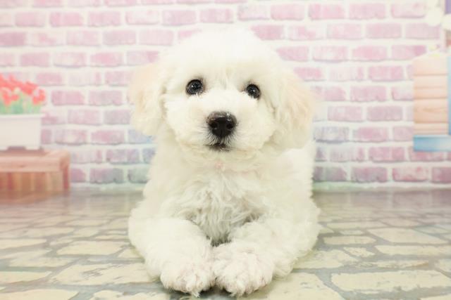 埼玉県のビションフリーゼ (Coo&RIKU所沢店/2025年11月10日生まれ/女の子/ホワイト)の子犬の1枚目の画像