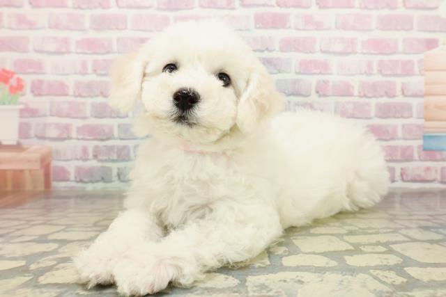 埼玉県のビションフリーゼ (Coo&RIKU所沢店/2025年11月10日生まれ/女の子/ホワイト)の子犬の2枚目の画像