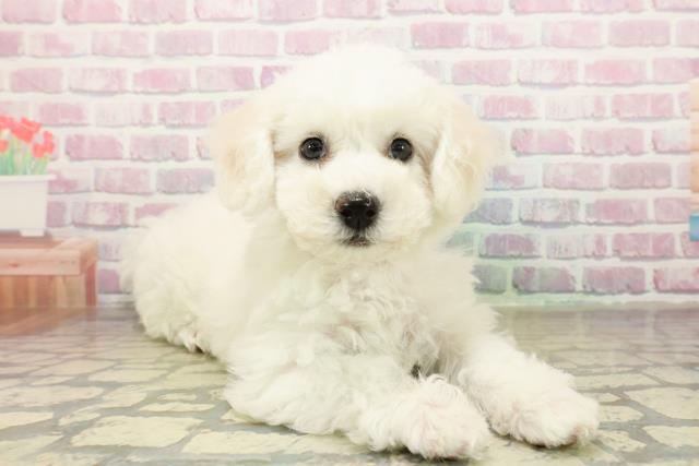 埼玉県のビションフリーゼ (Coo&RIKU所沢店/2025年11月10日生まれ/女の子/ホワイト)の子犬の3枚目の画像