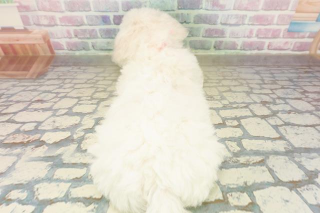 埼玉県のビションフリーゼ (Coo&RIKU所沢店/2025年11月10日生まれ/女の子/ホワイト)の子犬の4枚目の画像