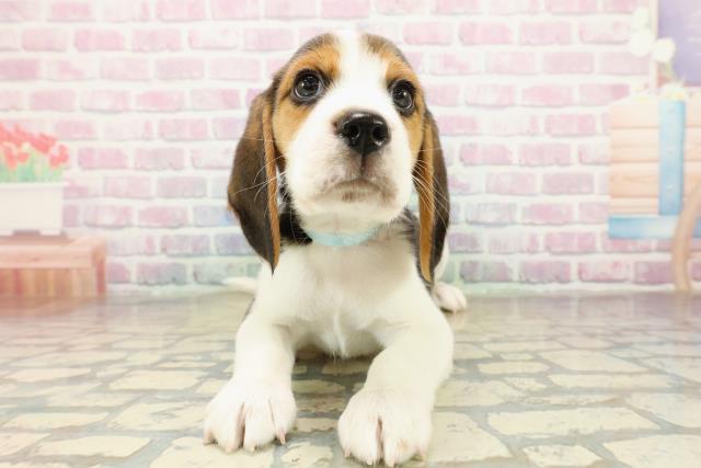 東京都のビーグル (Coo&RIKU練馬店/2025年11月10日生まれ/男の子/ブラックタンホワイト)の子犬の1枚目の画像