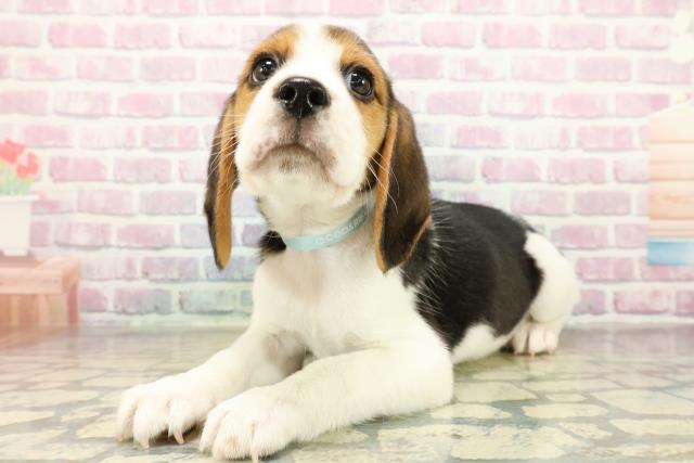 東京都のビーグル (Coo&RIKU練馬店/2025年11月10日生まれ/男の子/ブラックタンホワイト)の子犬の2枚目の画像