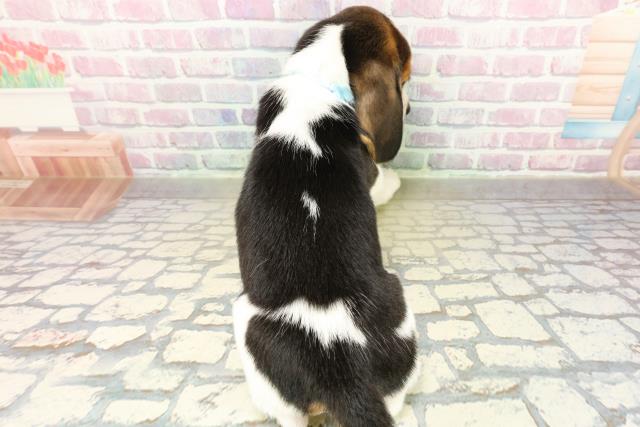 東京都のビーグル (Coo&RIKU練馬店/2025年11月10日生まれ/男の子/ブラックタンホワイト)の子犬の4枚目の画像