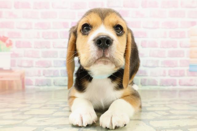 埼玉県のビーグル (Coo&RIKU川口戸塚店/2025年11月10日生まれ/男の子/ブラックタンホワイト)の子犬の1枚目の画像