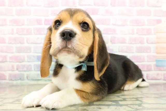 埼玉県のビーグル (Coo&RIKU川口戸塚店/2025年11月10日生まれ/男の子/ブラックタンホワイト)の子犬の2枚目の画像