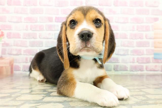 埼玉県のビーグル (Coo&RIKU川口戸塚店/2025年11月10日生まれ/男の子/ブラックタンホワイト)の子犬の3枚目の画像