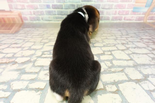 埼玉県のビーグル (Coo&RIKU川口戸塚店/2025年11月10日生まれ/男の子/ブラックタンホワイト)の子犬の4枚目の画像