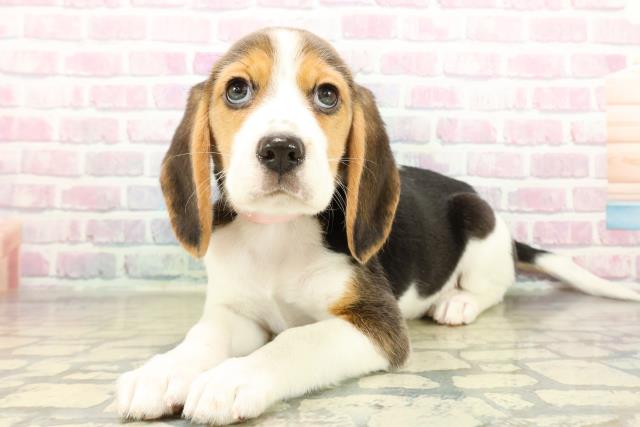 千葉県のビーグル (Coo&RIKU南柏店/2025年11月10日生まれ/女の子/ブラックタンホワイト)の子犬の2枚目の画像