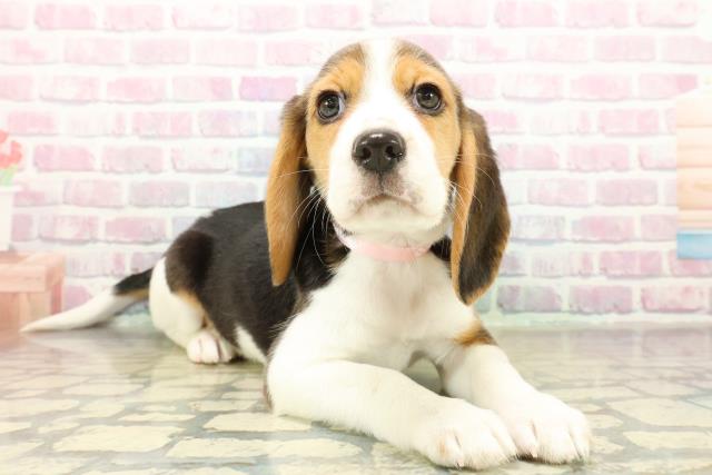 千葉県のビーグル (Coo&RIKU南柏店/2025年11月10日生まれ/女の子/ブラックタンホワイト)の子犬の3枚目の画像