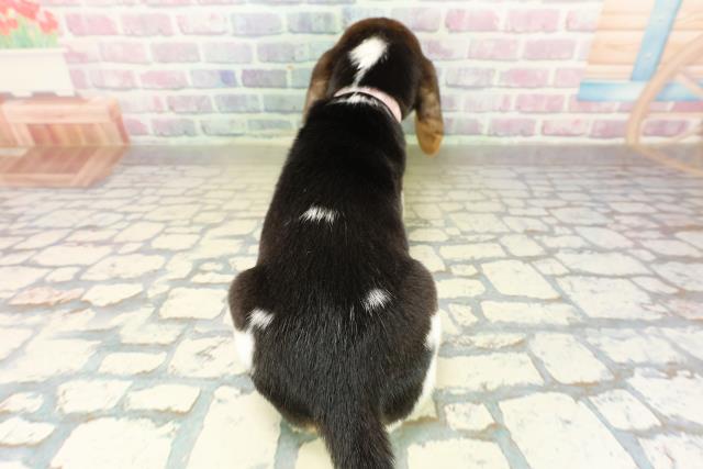 千葉県のビーグル (Coo&RIKU南柏店/2025年11月10日生まれ/女の子/ブラックタンホワイト)の子犬の4枚目の画像