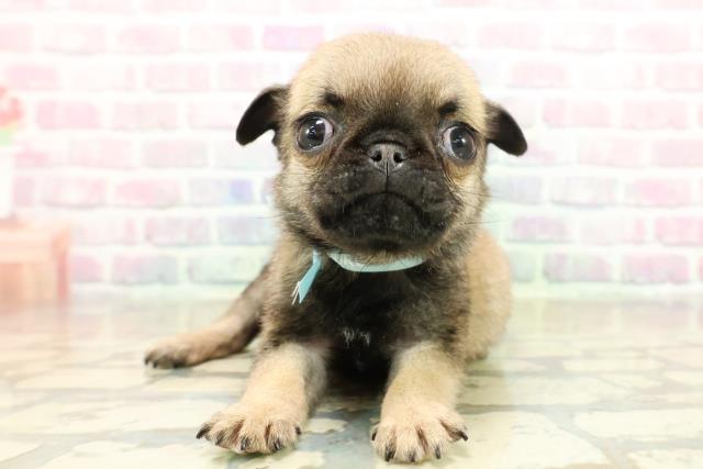 栃木県のパグ (Coo&RIKU足利店/2025年11月11日生まれ/男の子/フォーン)の子犬の1枚目の画像