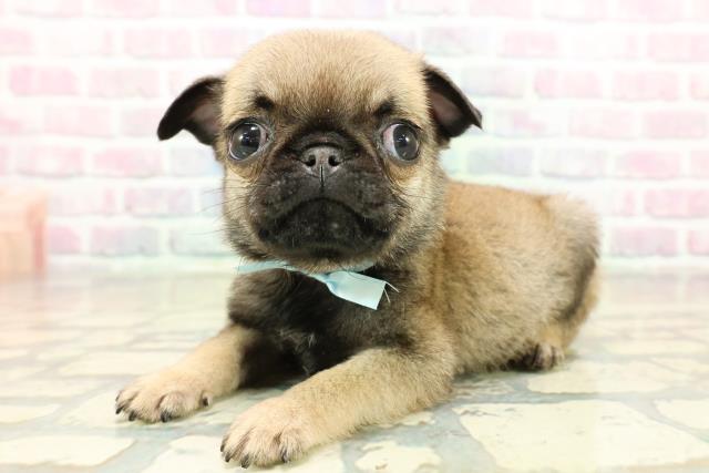 栃木県のパグ (Coo&RIKU足利店/2025年11月11日生まれ/男の子/フォーン)の子犬の2枚目の画像