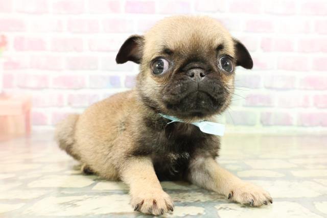 栃木県のパグ (Coo&RIKU足利店/2025年11月11日生まれ/男の子/フォーン)の子犬の3枚目の画像