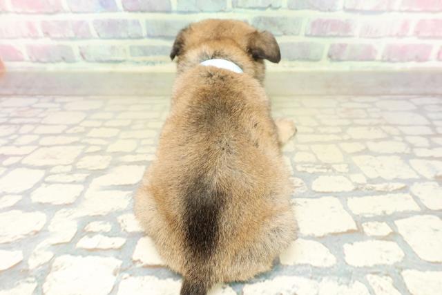 栃木県のパグ (Coo&RIKU足利店/2025年11月11日生まれ/男の子/フォーン)の子犬の4枚目の画像