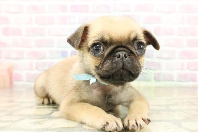 栃木県のパグ (Coo&RIKU宇都宮店/2025年11月11日生まれ/男の子/フォーン)の子犬の3枚目の画像