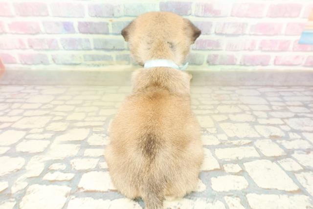 栃木県のパグ (Coo&RIKU宇都宮店/2025年11月11日生まれ/男の子/フォーン)の子犬の4枚目の画像