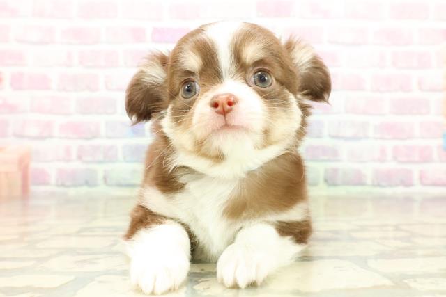 神奈川県のチワワ(ロング) (Coo&RIKUパウ川崎店/2025年11月11日生まれ/男の子/チョコレートタンホワイト)の子犬の1枚目の画像