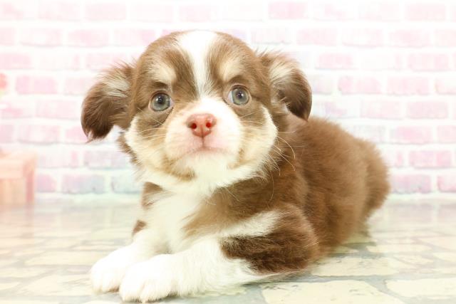 神奈川県のチワワ(ロング) (Coo&RIKUパウ川崎店/2025年11月11日生まれ/男の子/チョコレートタンホワイト)の子犬の2枚目の画像