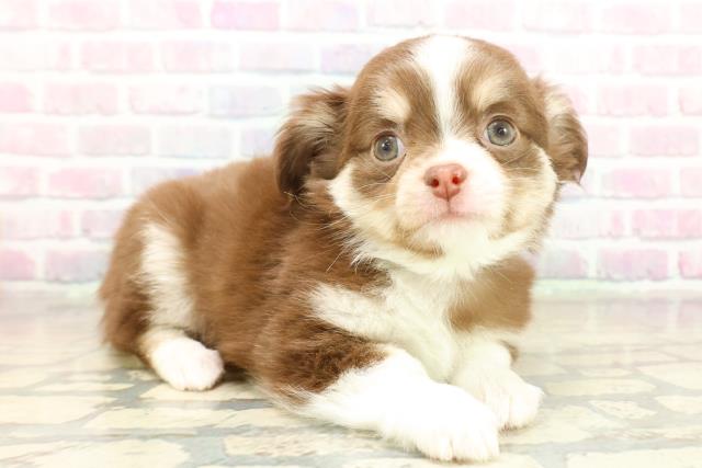 神奈川県のチワワ(ロング) (Coo&RIKUパウ川崎店/2025年11月11日生まれ/男の子/チョコレートタンホワイト)の子犬の3枚目の画像