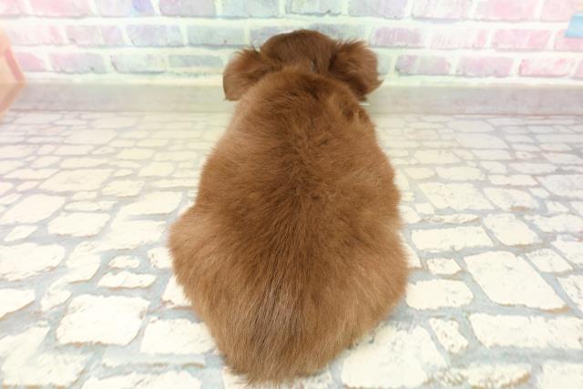 神奈川県のチワワ(ロング) (Coo&RIKUパウ川崎店/2025年11月11日生まれ/男の子/チョコレートタンホワイト)の子犬の4枚目の画像