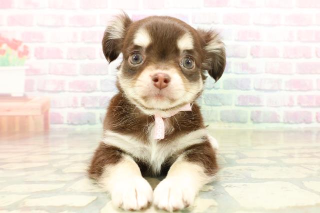 千葉県のチワワ(ロング) (Coo&RIKU南柏店/2025年11月11日生まれ/女の子/チョコレートタンホワイト)の子犬の1枚目の画像