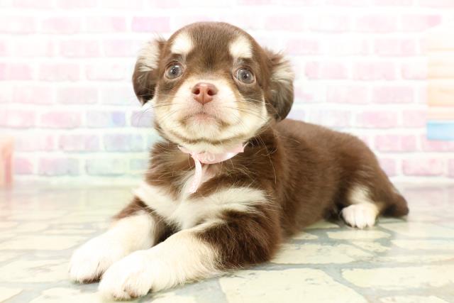 千葉県のチワワ(ロング) (Coo&RIKU南柏店/2025年11月11日生まれ/女の子/チョコレートタンホワイト)の子犬の2枚目の画像