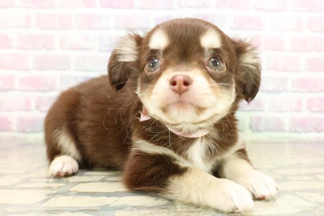 千葉県のチワワ(ロング) (Coo&RIKU南柏店/2025年11月11日生まれ/女の子/チョコレートタンホワイト)の子犬の3枚目の画像