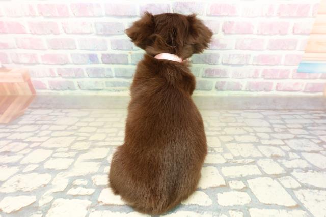 千葉県のチワワ(ロング) (Coo&RIKU南柏店/2025年11月11日生まれ/女の子/チョコレートタンホワイト)の子犬の4枚目の画像