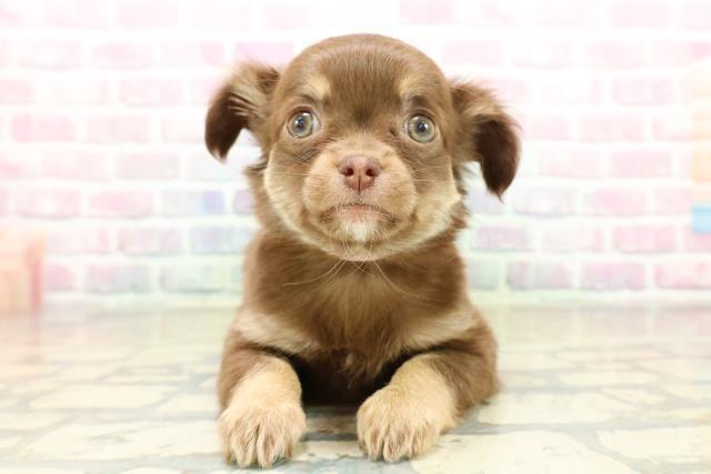 東京都のチワワ(ロング) (Coo&RIKU板橋店/2025年11月11日生まれ/女の子/チョコレートタン)の子犬の1枚目の画像