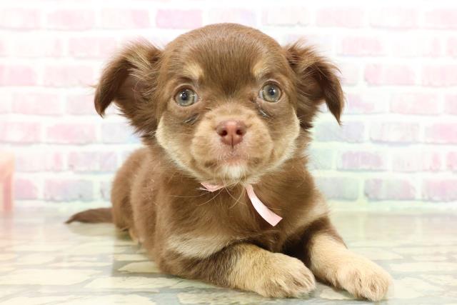 東京都のチワワ(ロング) (Coo&RIKU板橋店/2025年11月11日生まれ/女の子/チョコレートタン)の子犬の2枚目の画像