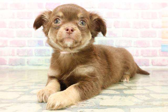 東京都のチワワ(ロング) (Coo&RIKU板橋店/2025年11月11日生まれ/女の子/チョコレートタン)の子犬の3枚目の画像